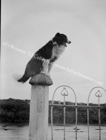 DOG ON GATE POST